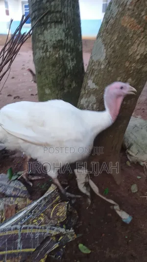 Foreign Turkey
