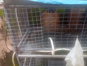 Rabbit Cage for Sale