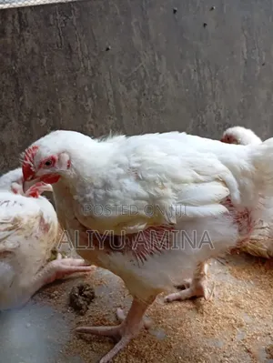 Live and Dressed Broiler Chicken Based on Request