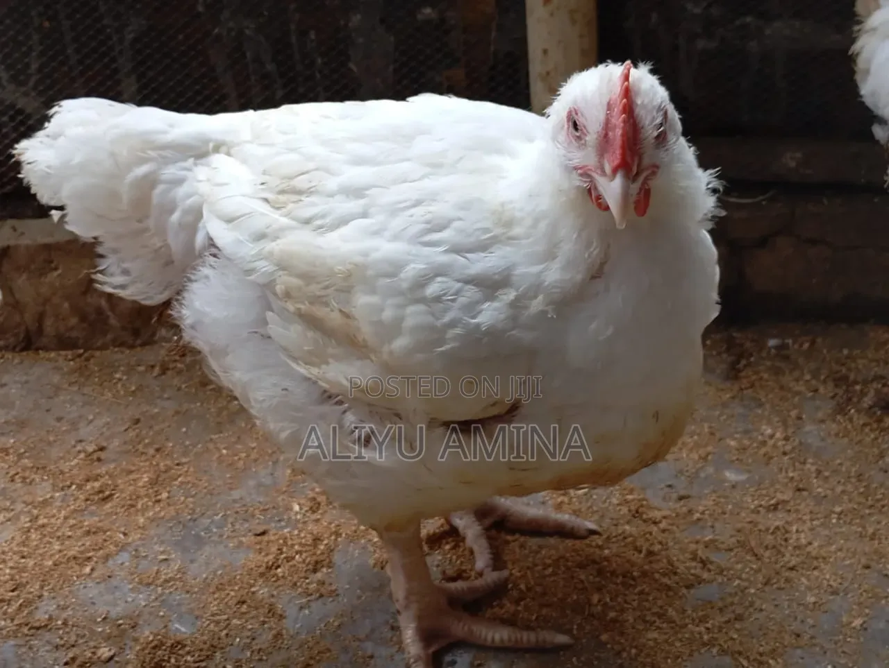 Live and Dressed Broiler Chicken Based on Request