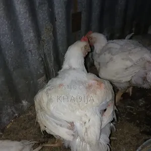 Broiler Chicken