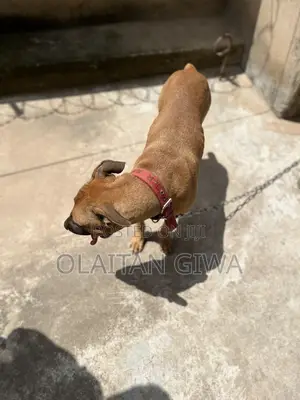 1+ year Female Mixed Breed American Pit Bull Terrier