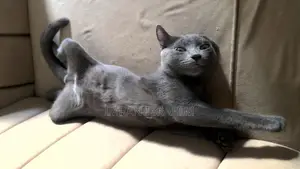 3-6 months Male Mixed Breed Russian Blue