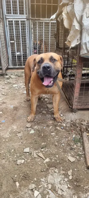 1+ year Male Purebred Boerboel