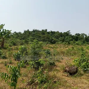 200,000 Acres for Cocoa, Plantain, Palms, Trees,etc at Ife-South, Osun