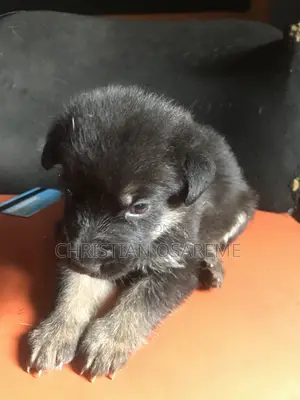 1-3 months Male Purebred German Shepherd