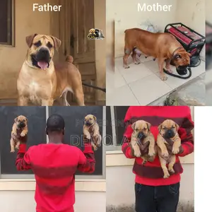 1-3 months Female Purebred Boerboel