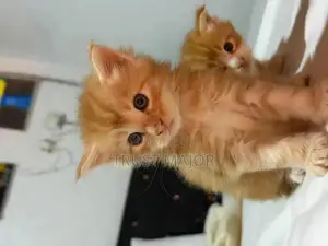 1-3 months Male Purebred Maine Coon