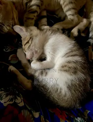 1-3 months Male Mixed Breed American Shorthair