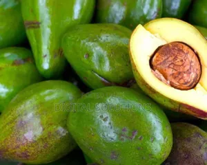 Organic Avocado Fruits Per 20 Pcs. Highly Nutritious Fruits.