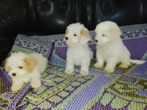 1-3 months Male Purebred Lhasa Apso