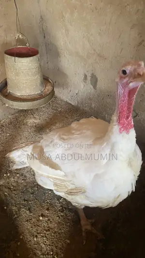 Foreign Turkey