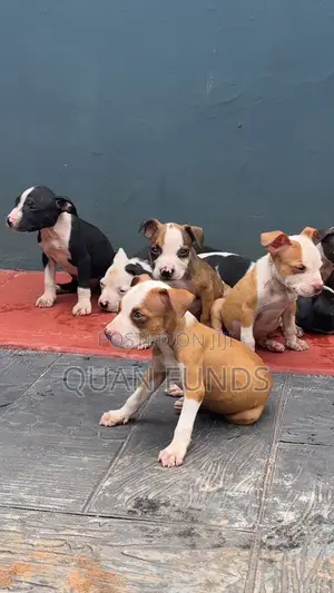 1-3 months Female Purebred American Pit Bull Terrier