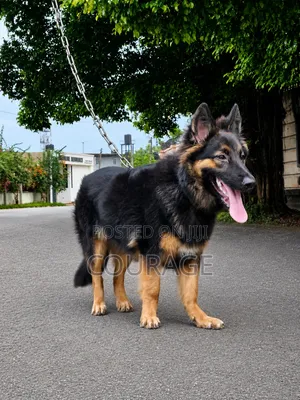 6-12 months Male Purebred German Shepherd