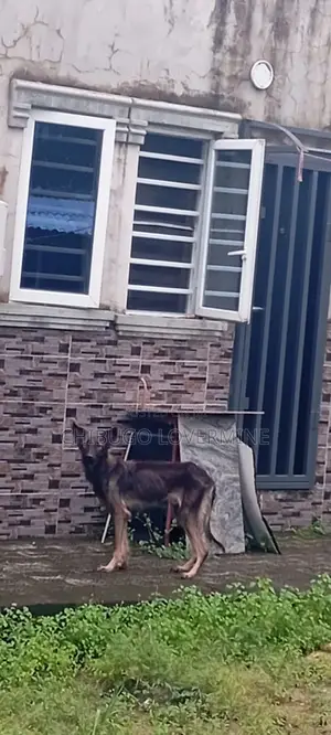 1+ year Male Purebred German Shepherd