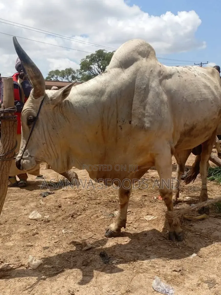 Healthy Cows