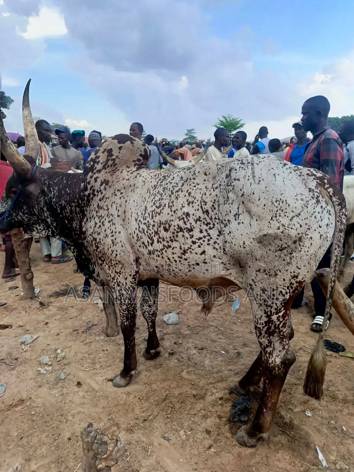 Healthy Cows