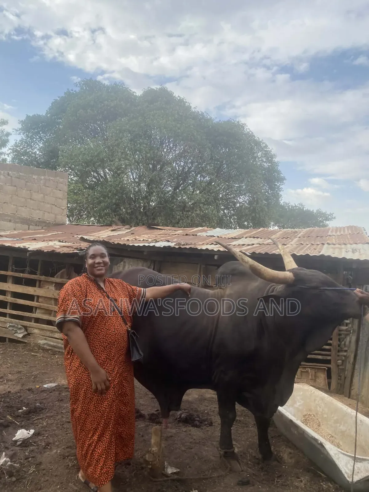 Healthy Cows