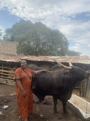 Healthy Cows