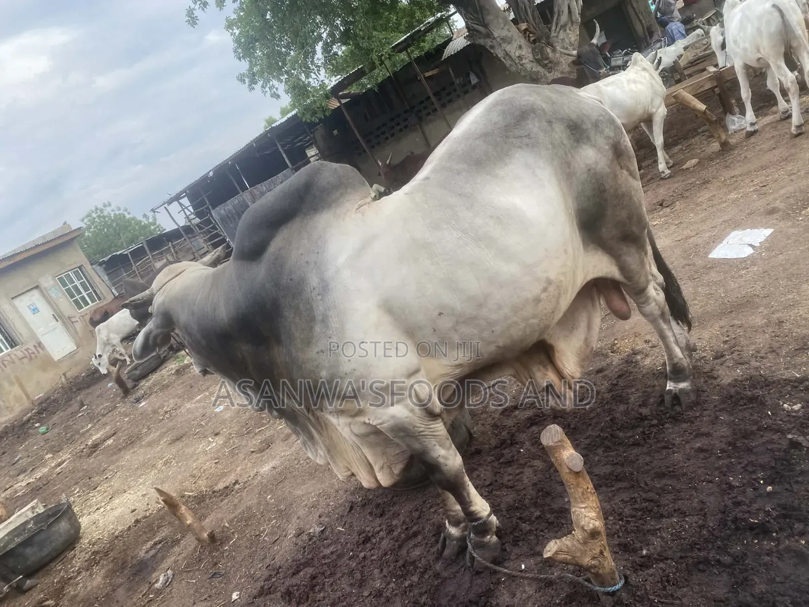 Healthy Cows