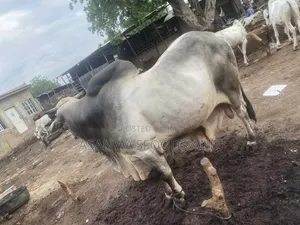 Healthy Cows