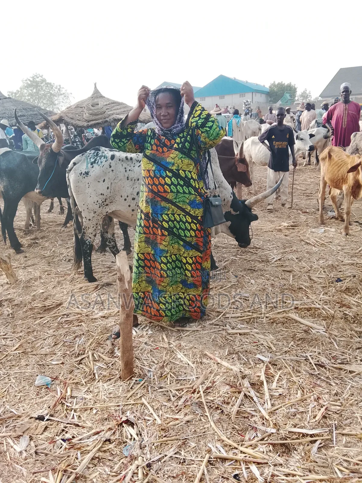Healthy Cows