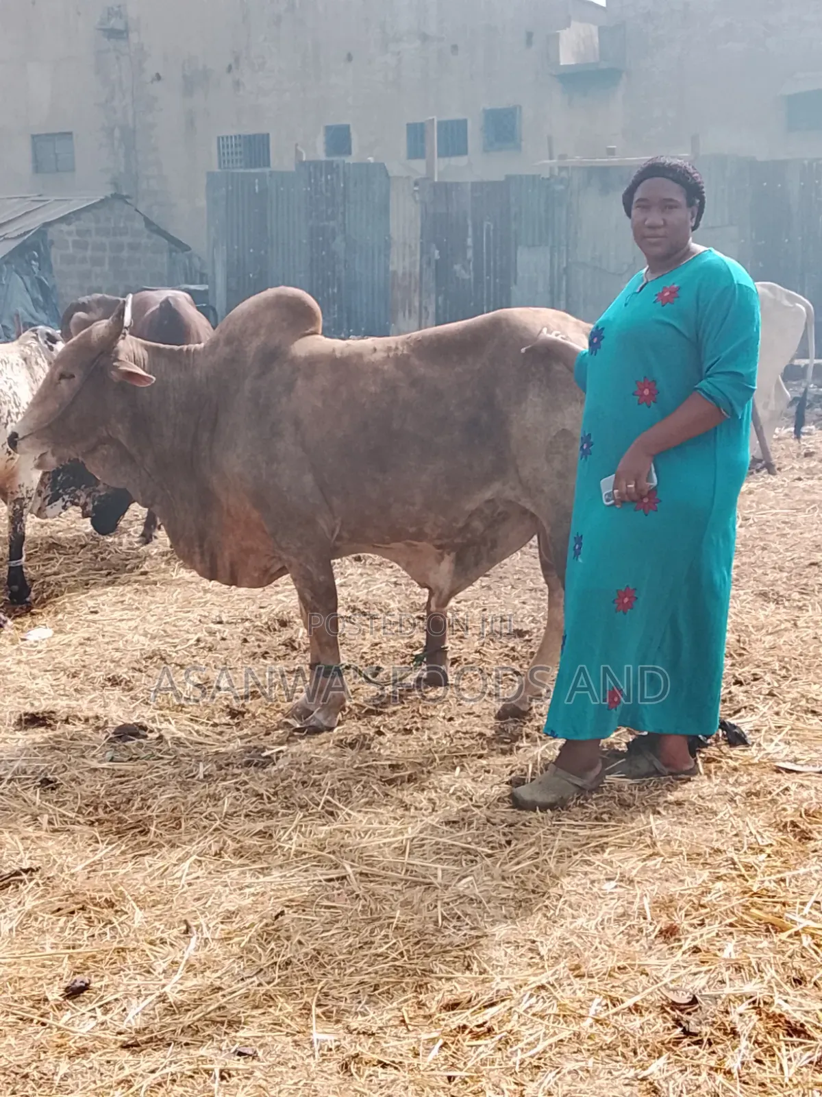 Healthy Cows