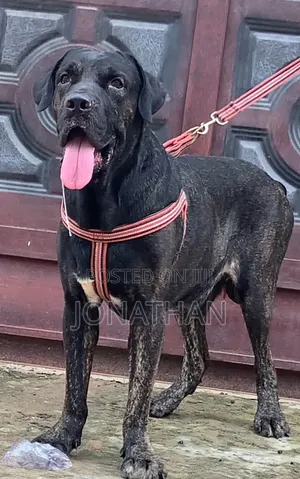 1+ year Male Purebred Boerboel