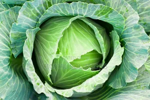 Fresh Organic Cabbage Per 10 Pcs. Jumbo Size.