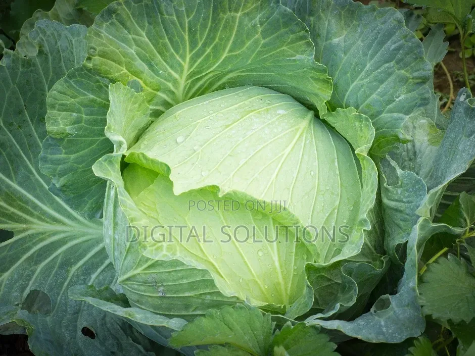 Fresh Organic Cabbage Per 10 Pcs. Jumbo Size.