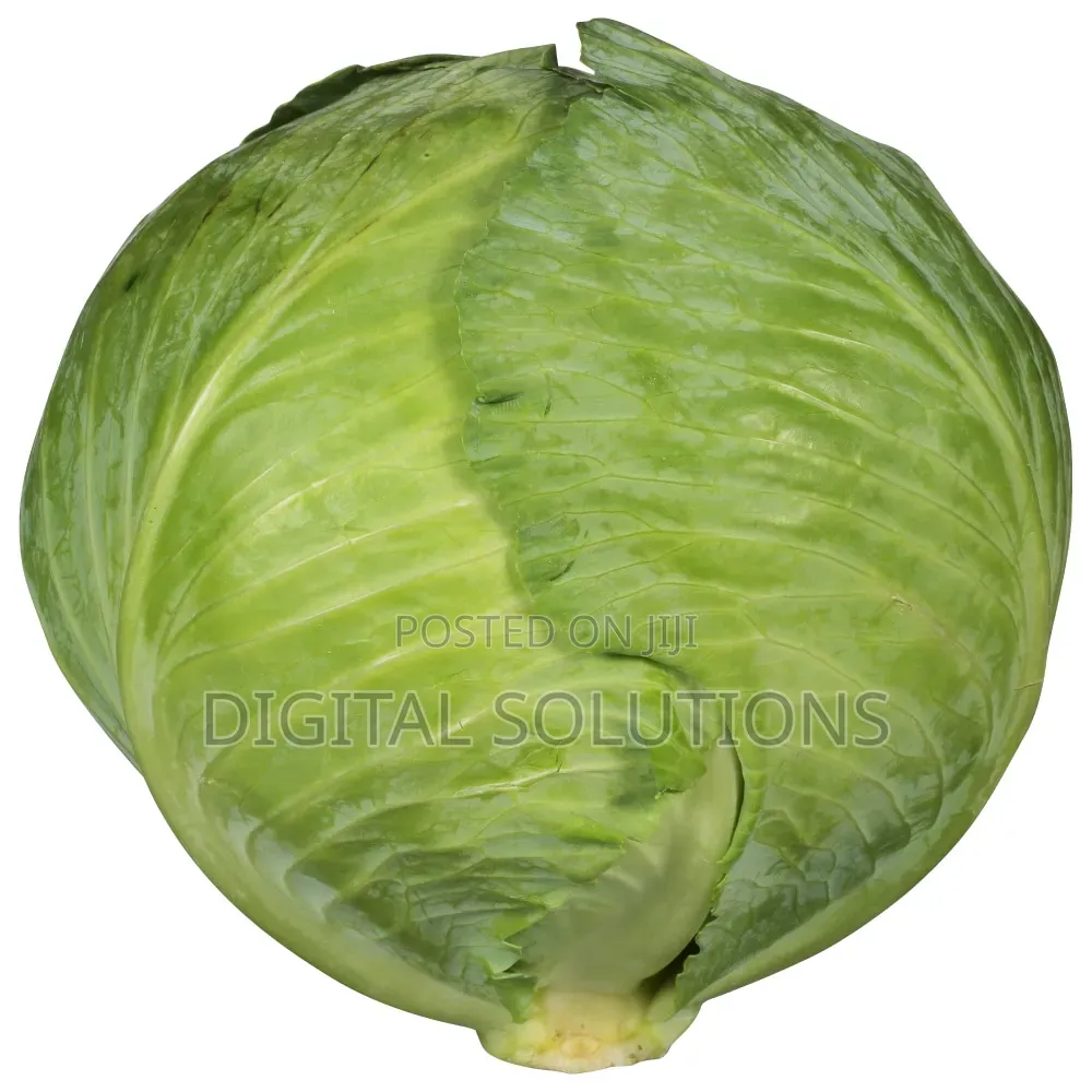 Fresh Organic Cabbage Per 10 Pcs. Jumbo Size.