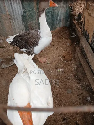 Adult Geese (Male Female)