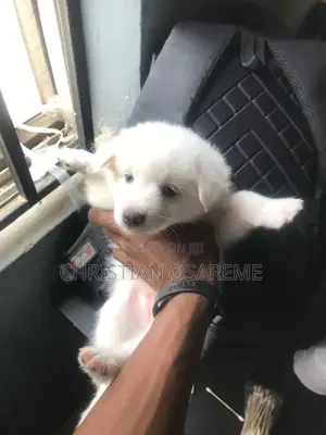 1-3 months Female Purebred American Eskimo