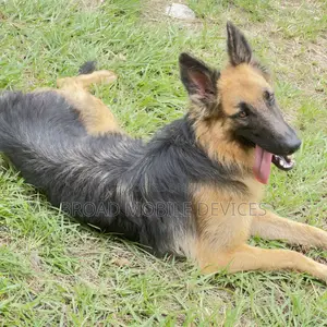1+ year Female Purebred German Shepherd