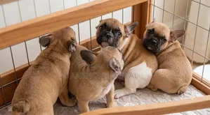 1-3 months Female Purebred French Bulldog
