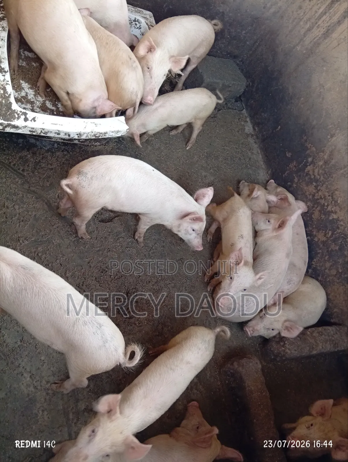 Piglet for Sale