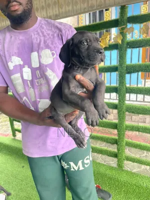 1-3 months Female Purebred Cane Corso