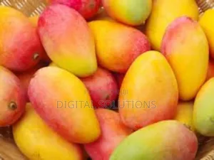 Fresh Organic Mangoes Per 20 Pcs. Well Sorted.