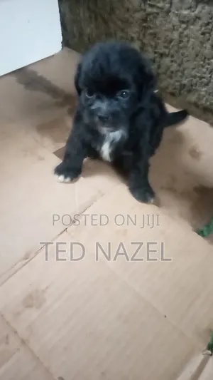 1-3 months Female Purebred Lhasa Apso
