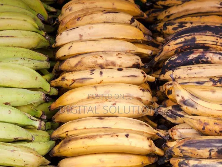 Organic Plantain Per 1 Big Bunch.