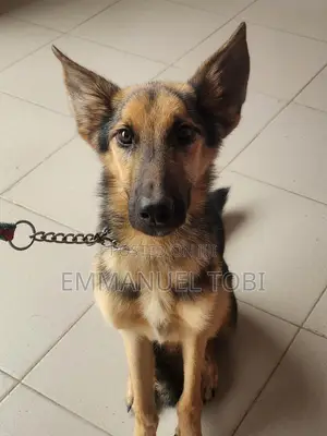 1+ year Male Purebred German Shepherd