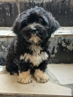 3-6 months Male Purebred Lhasa Apso