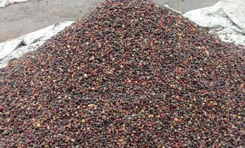 Palm Kernel Seed Available in Tones