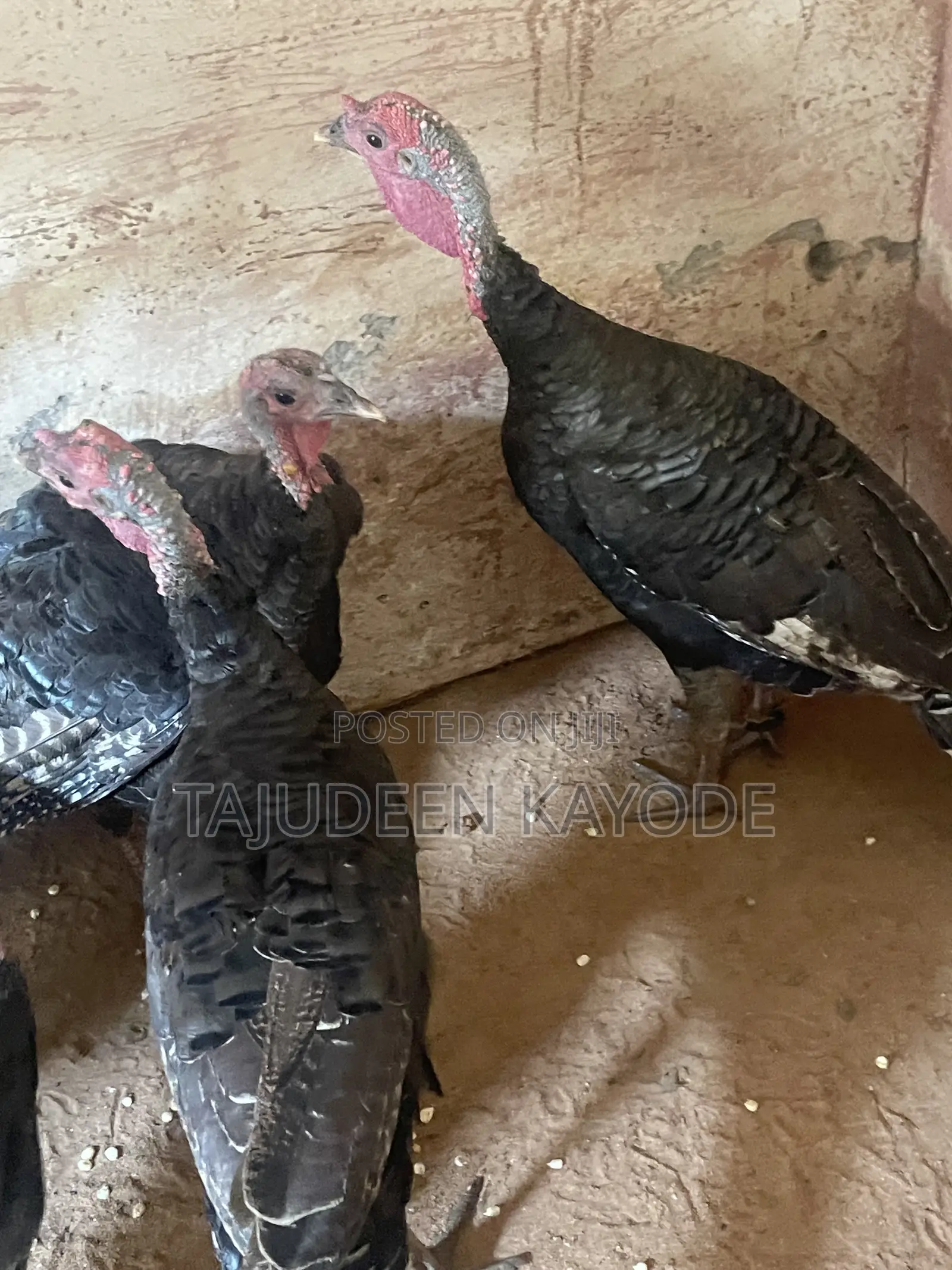 Local Turkey