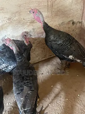 Local Turkey