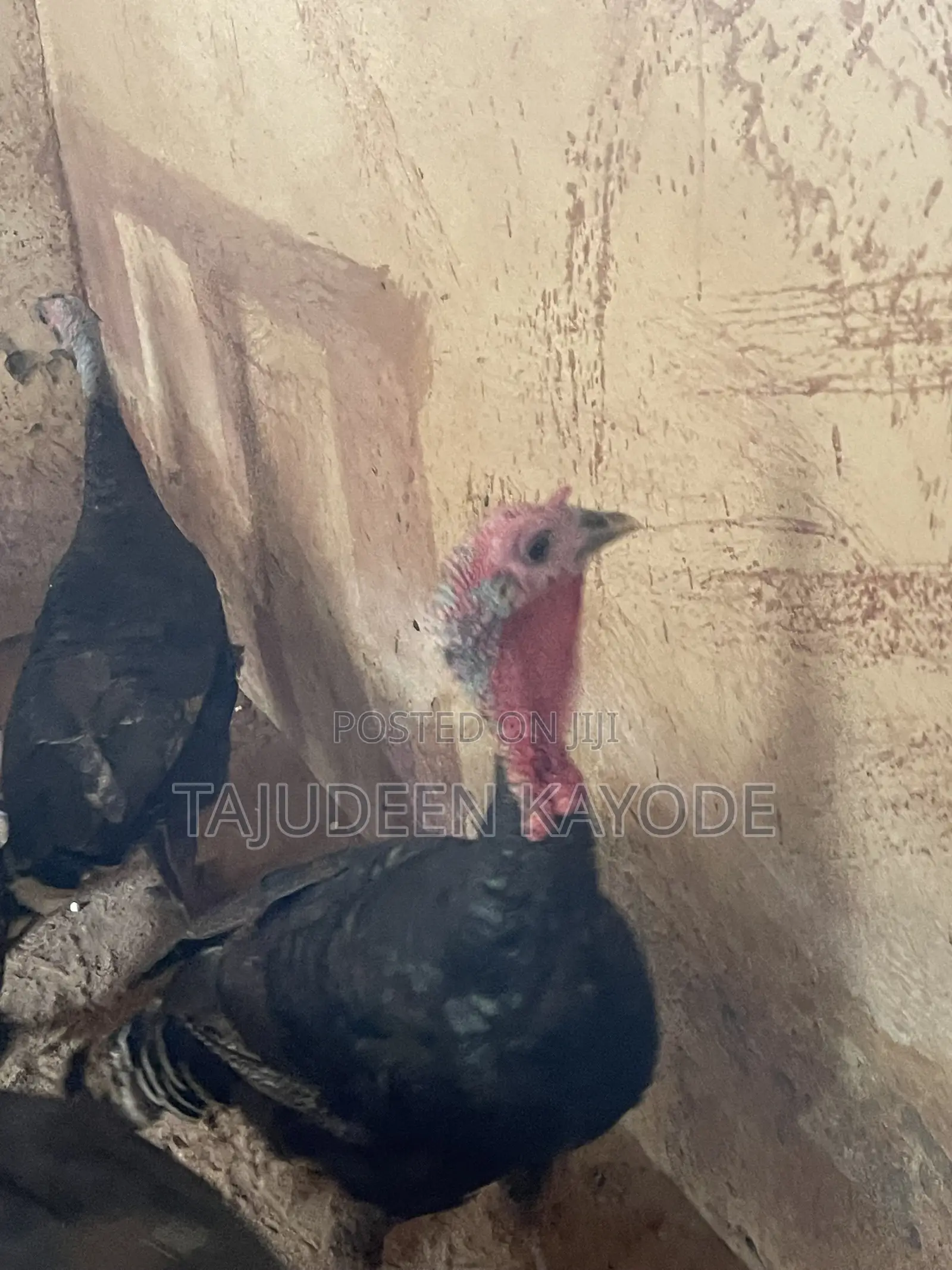 Local Turkey