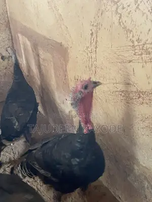 Local Turkey