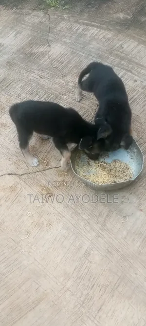 1-3 months Male Purebred German Shepherd