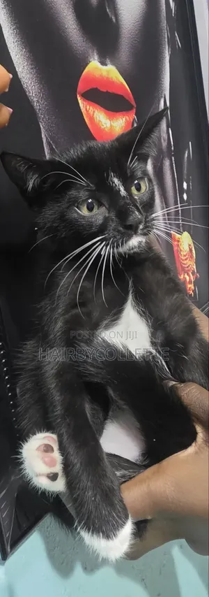 1-3 months Male Purebred American Shorthair