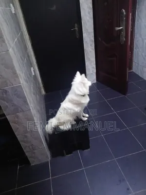 1+ year Female Purebred American Eskimo